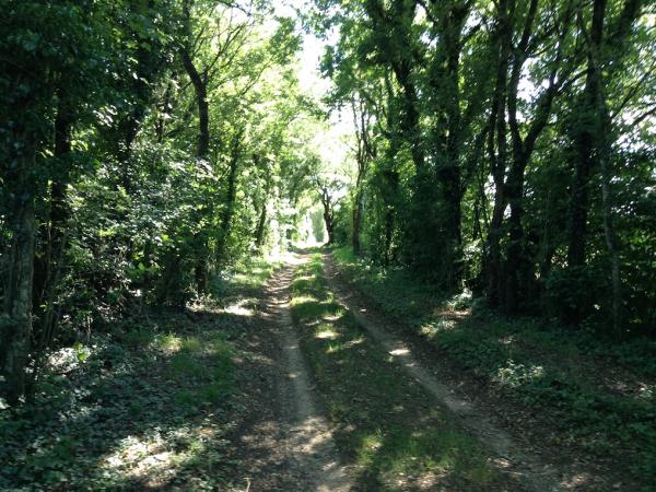 the foret d'Alnay woodland trails near Villemorin