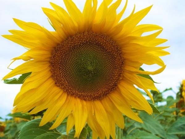 Sunflowers in the fields around Villemorin!