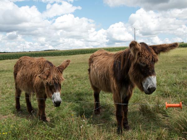 Poitou Donkeys