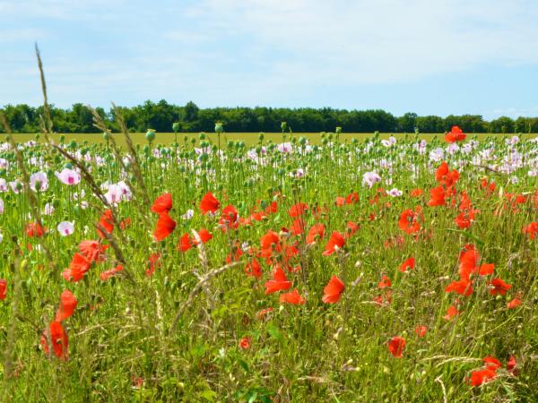 poppy fields around Villemorin